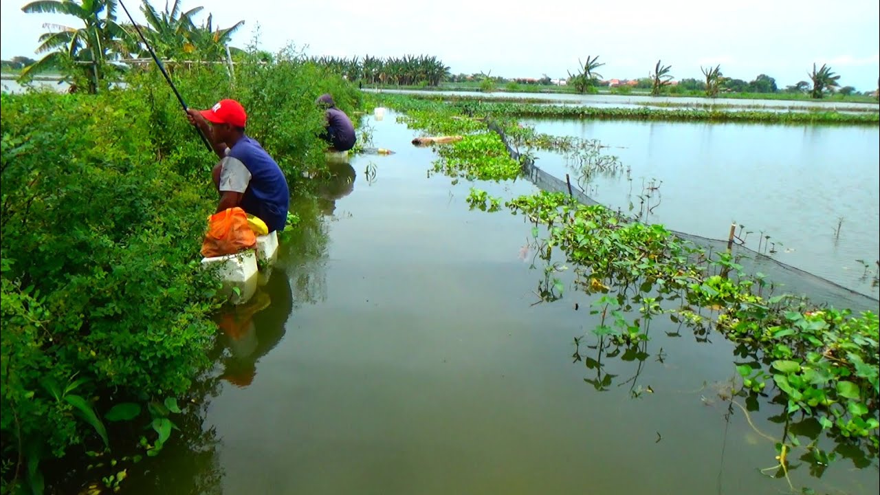HARI INI BANJIR MAKIN PARAH,, IKAN DISUNGAI MAKIN MELIMPAH REZEKI BAGI PARA PEMANCING