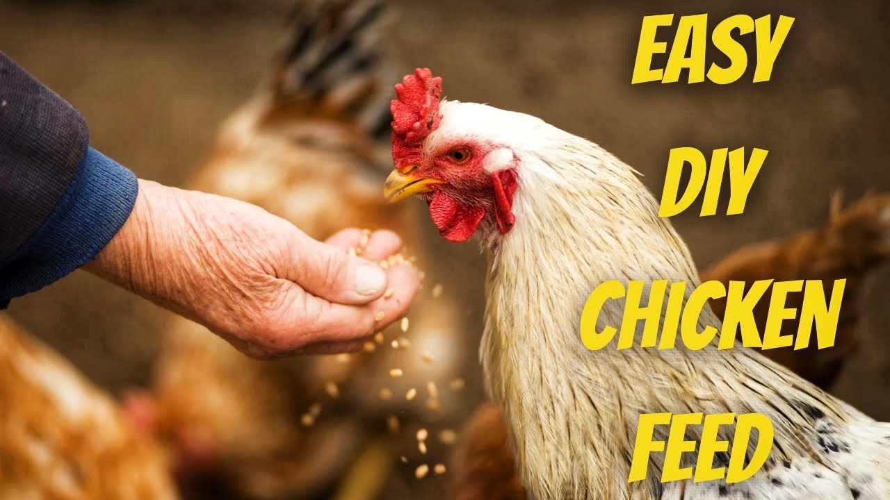 Make Your Own Organic Whole Grain Chicken Feed | Azure Standard Organic Grains