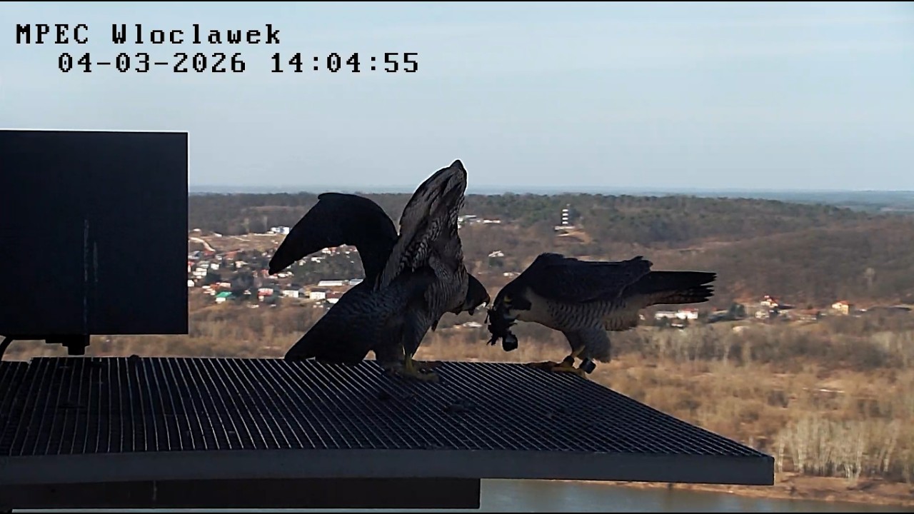 Włocławek MPEC 04 03 2026 3~ Szkwał z prezentem, Zazamka już czekała,   bierze  i odlatuje