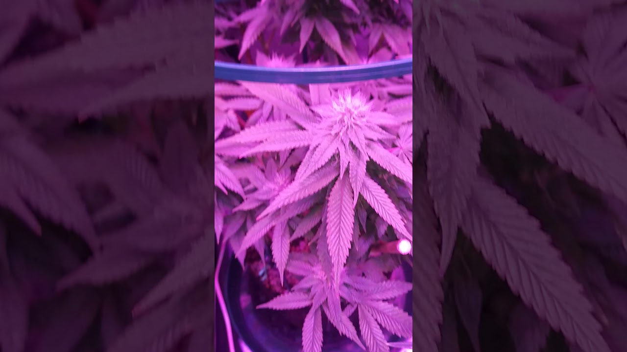 Flower Room Day 15 Grape Kush 1-27-2020