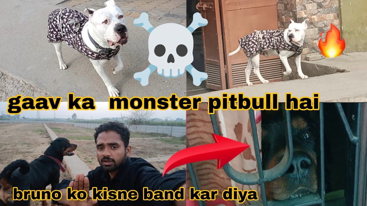 Gaav ka monster pitbull hai // pitbull vs rottweiler // dog vlog 