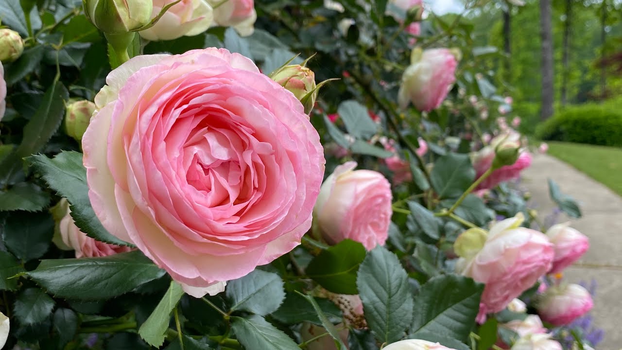 What do I feed my roses? Rose care products, new succulents, and more...🌹🪴💚