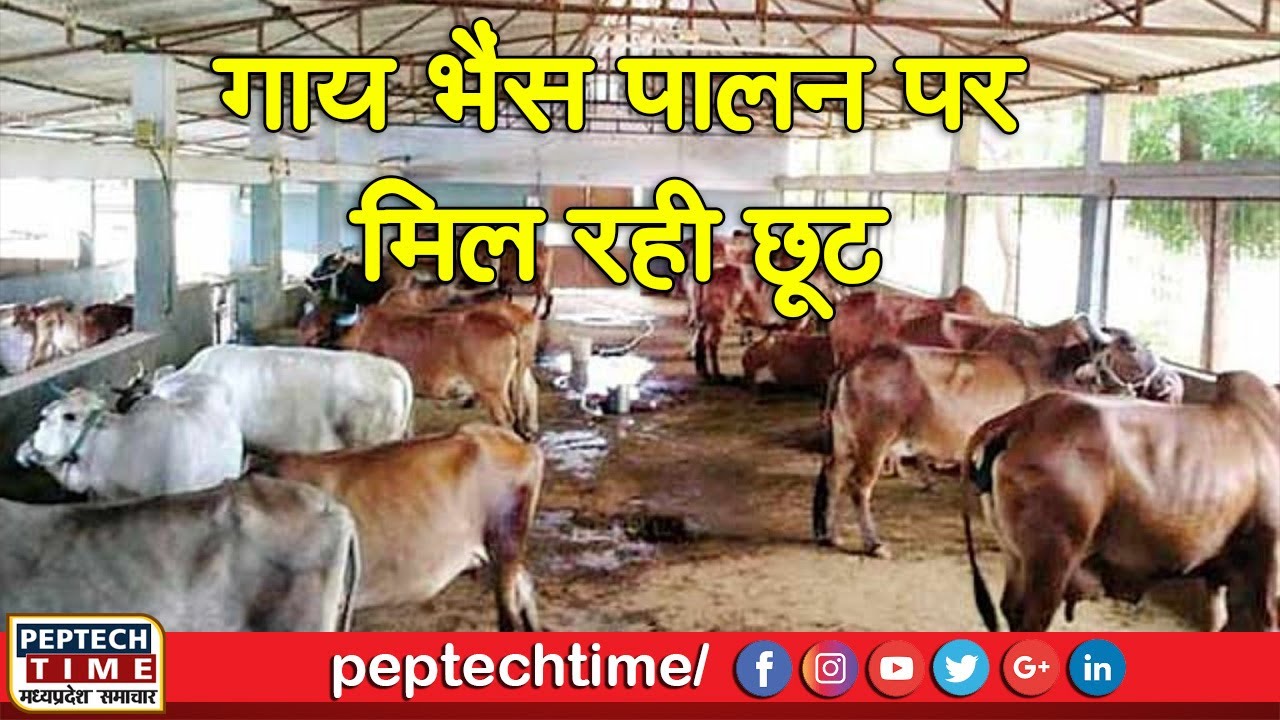 छतरपुर- गाय भैंस पालन पर मिल रही छूट