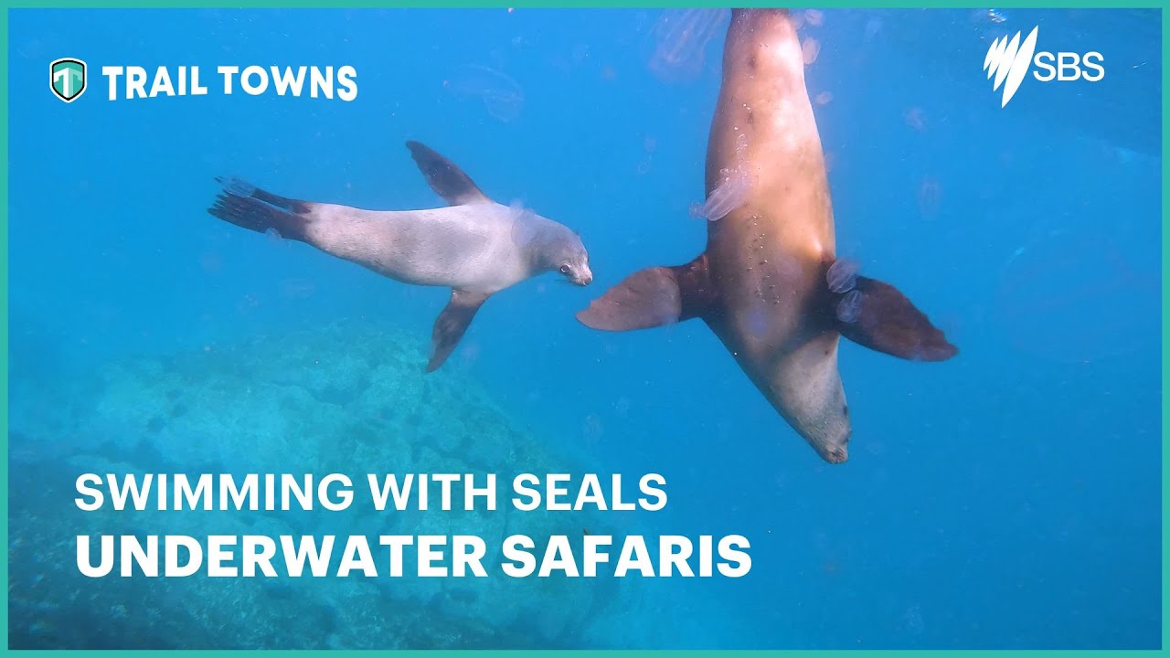Swimming with Seals in Narooma | NSW AUS