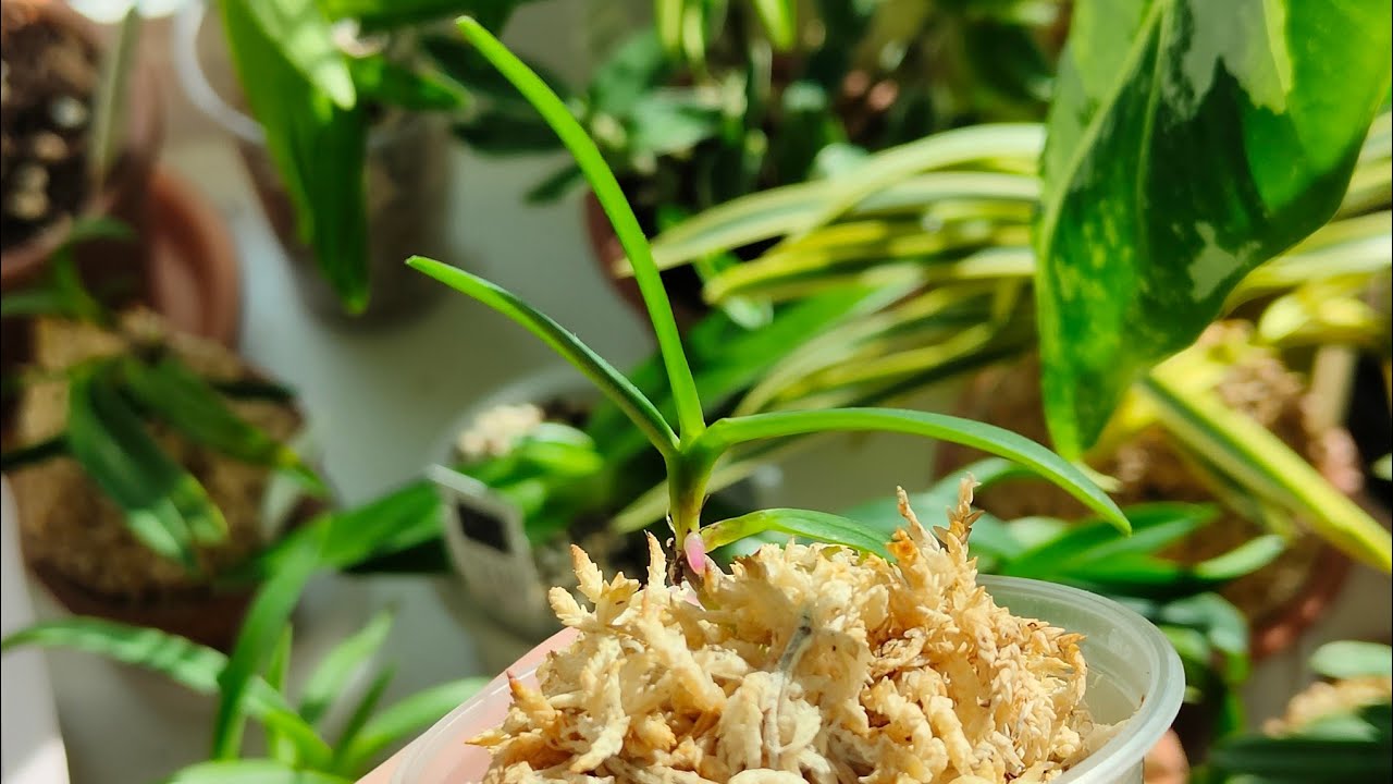 Фласка... мой первый опыт... renanthera monachica × vanda falcata