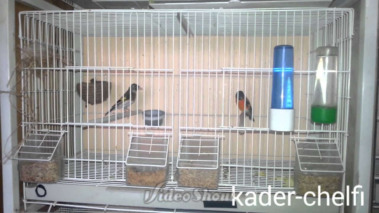 Hybridation tarin venezuela x chardonneret