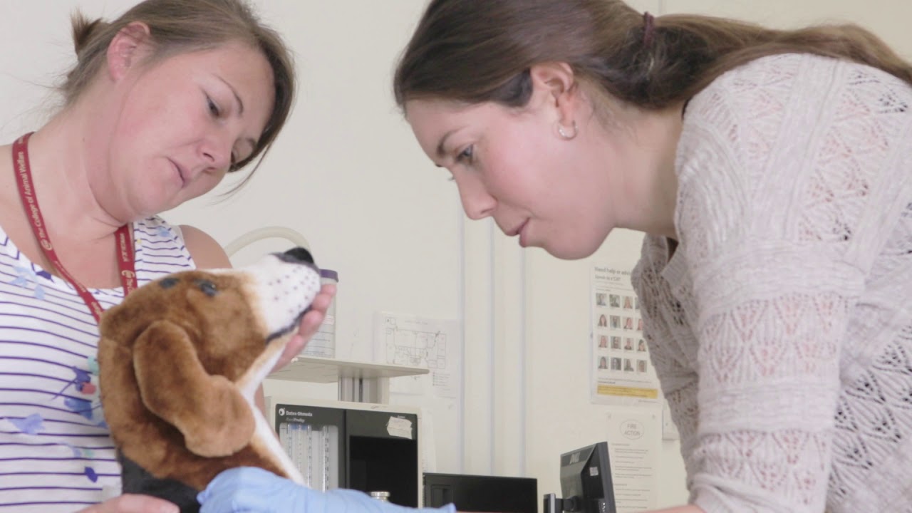 Veterinary Studies Overview