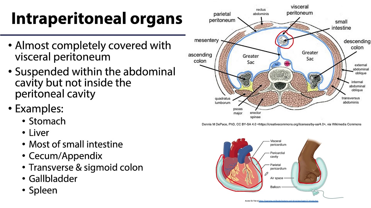 Inguinal Region, Peritoneum and Intestines LO6 - Intra/Retro/Sub Peritoneal