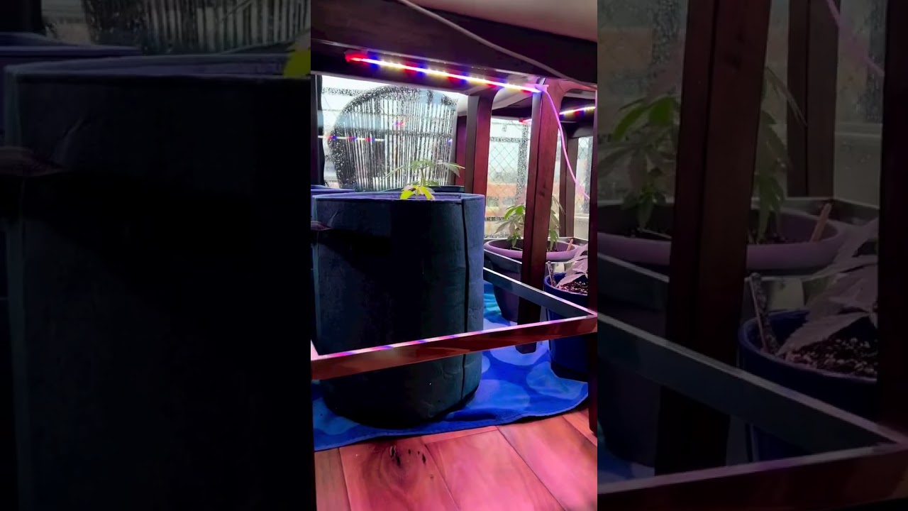 CONS OF GROWING WEED ON BALCONY... ☂️