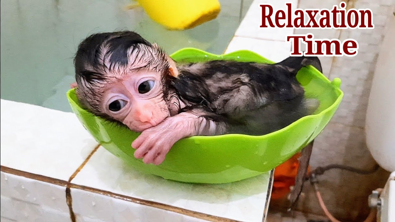 OMG. baby monkey libby soaking in the small and cute bucket