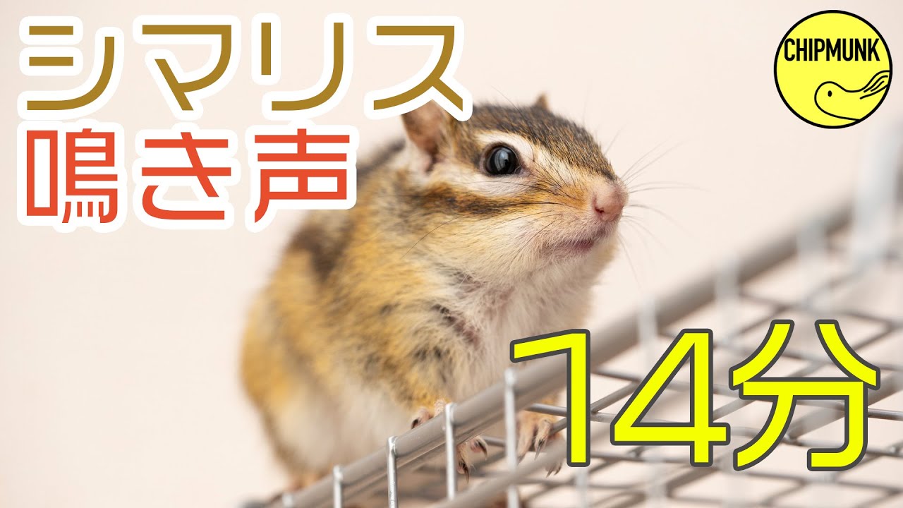 【発情期】シマリスの鳴き声を14分堪能できる動画