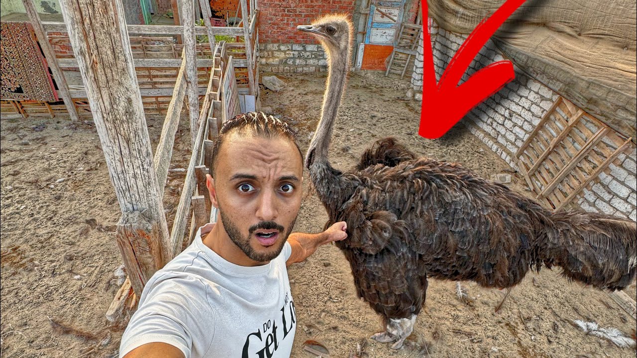 كان لازم نعمل كده مع النعامة المريضة 🤦(ندمان علي اللي حصل )
