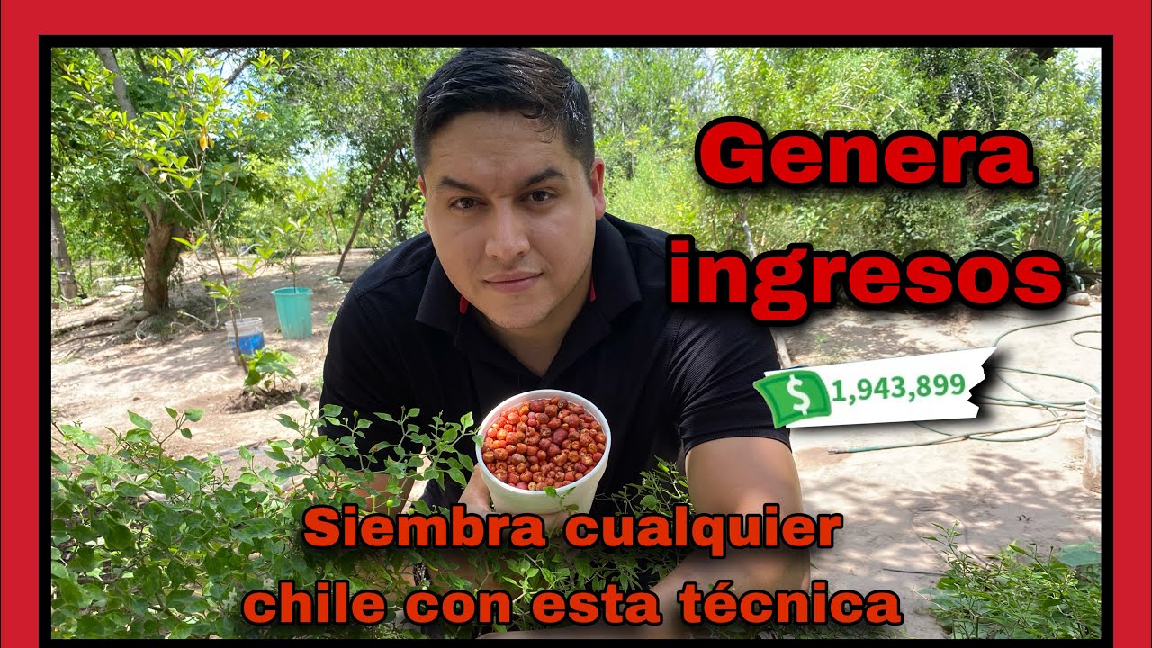 COMO SEMBRAR CHILTEPIN Y GENERAR INGRESOS  #chiltepin