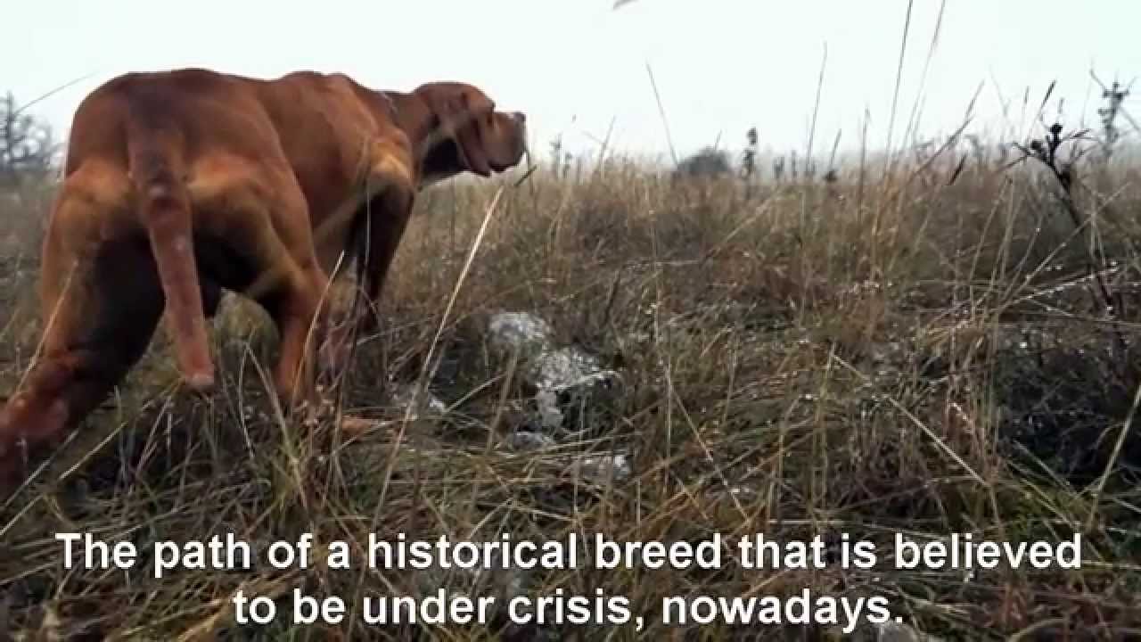 THE ENGLISH POINTER No2.The Evolution. Hunting Working, Morphology, History
