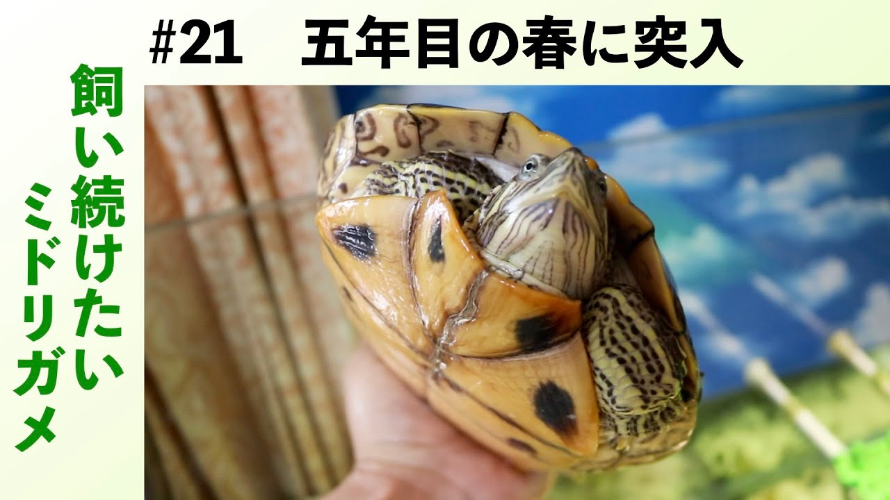 捨てないで！ ミドリガメの飼い方#21｜五年目の春が来た【ミドリガメ／アカミミガメ】 2022/05/09