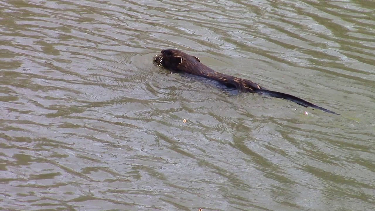 Swimming Muskrat