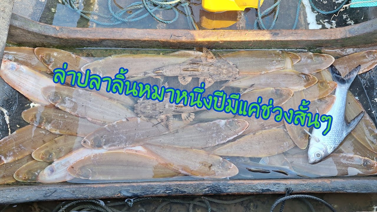 EP.84 ข่ายปลาลิ้นหมา...1 ปี จะมีมาสักครั้ง