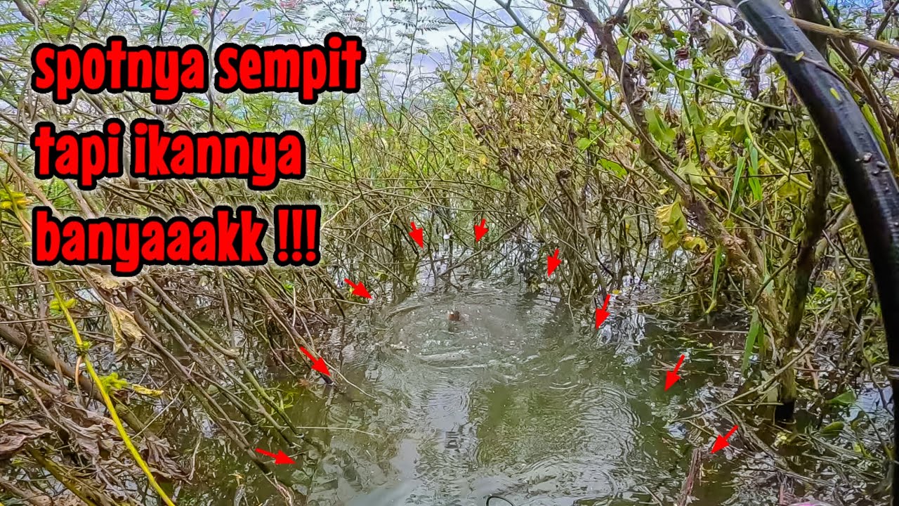 TERLALU BANYAK IKAN‼️ SPOT INI PANTAS DIJULUKI TERMINAL IKAN || mancing ikan nila di waduk selorejo