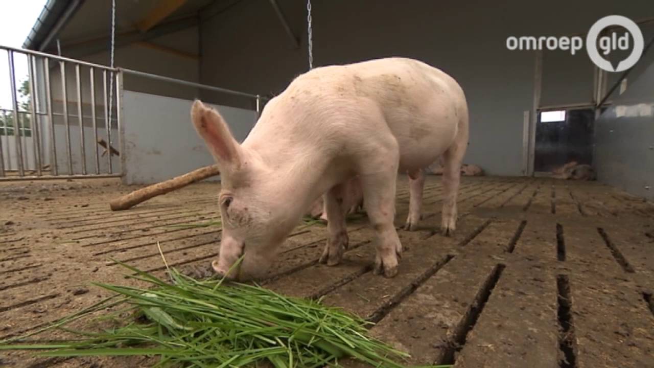 Gelderland hofleverancier van biologisch varkensvlees
