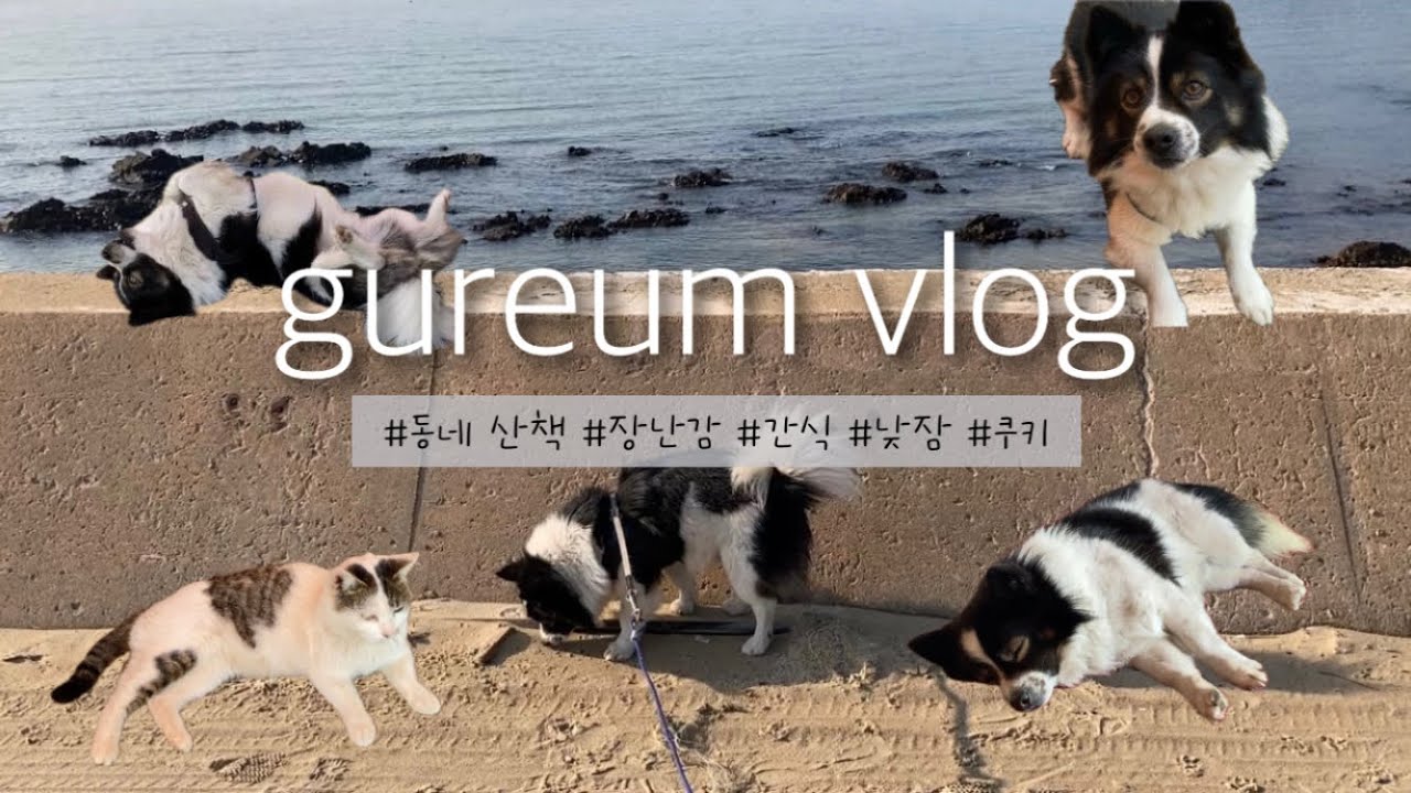 구름이랑 산책하기 ☁️🐶 | 동네 산책, 장난감 놀이, 낮잠 | ￼￼￼￼￼🧸😴🛌 | 쿠키 출연