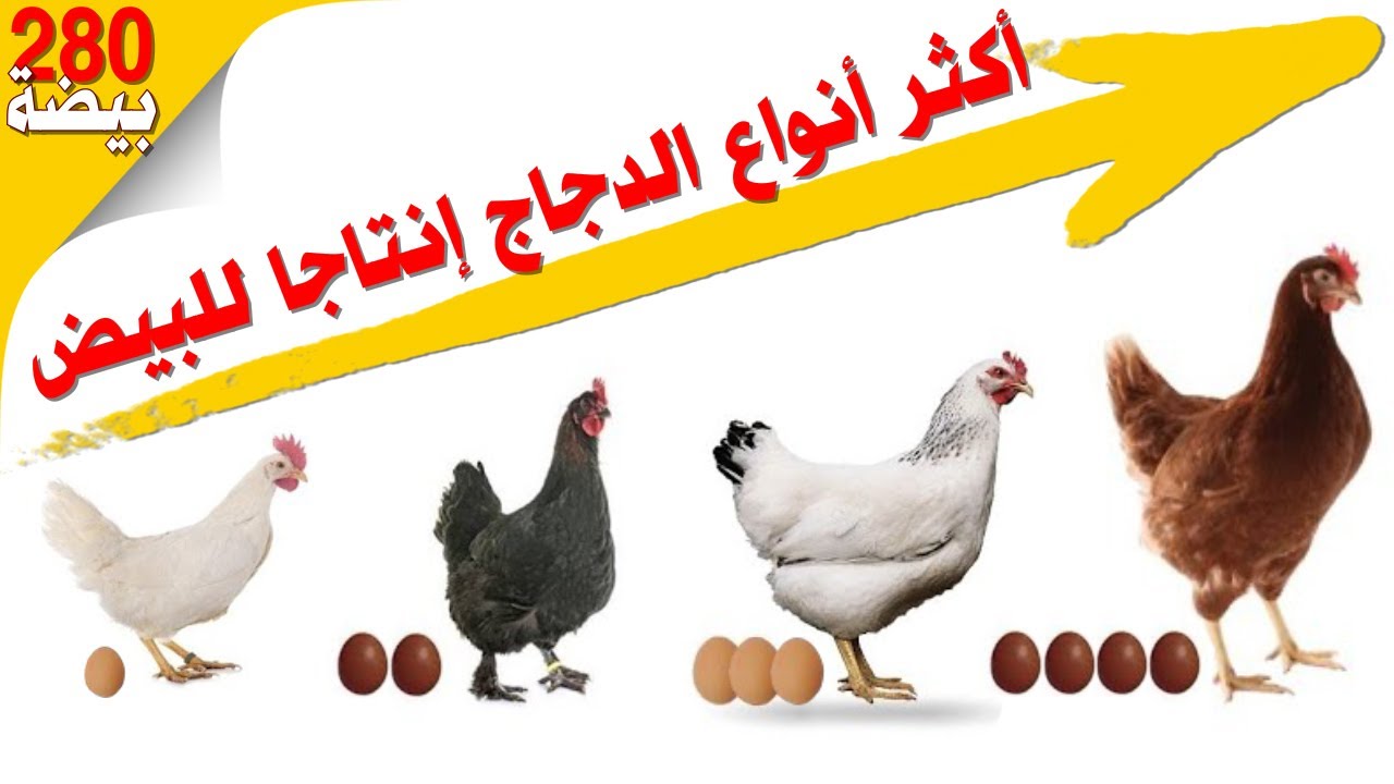 أكثر سلالات الدجاج إنتاجا للبيض 🐔 مشروع تربية الدجاج البياض 🥚