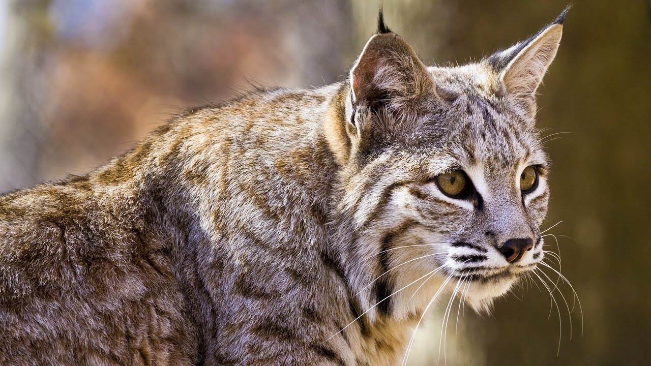 Bobcat Alley: A Documentary