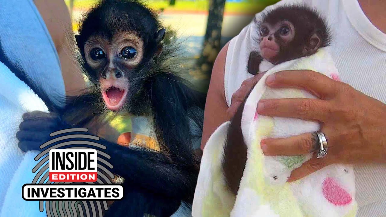 Inside Edition & CBS News Investigation Finds Spider Monkeys For Sale