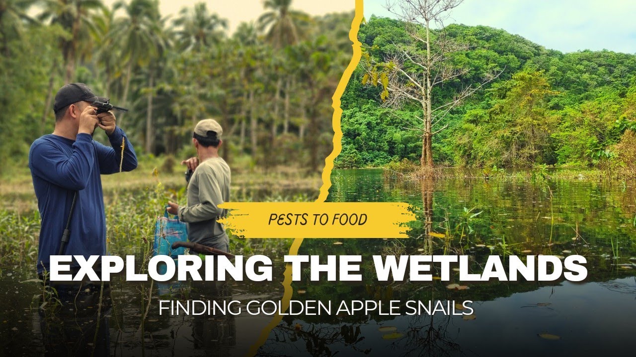 Proof of Nature Provides Everything | Finding Golden Apple Snails