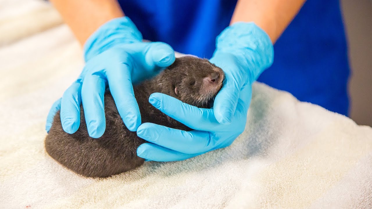 Buddy the Baby Otter Rescued