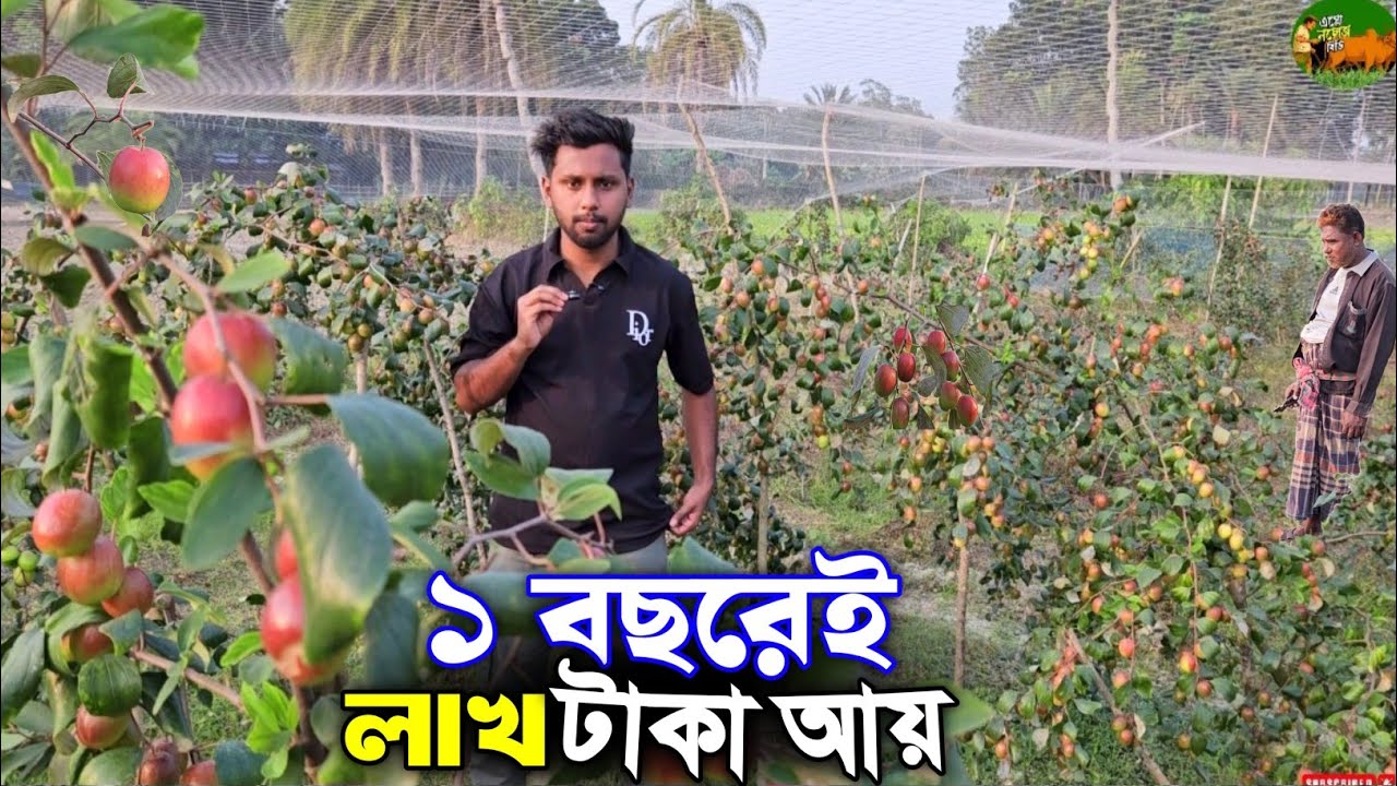 ৪ ফুট গাছে পাতার চেয়ে কুল বেশি! ১