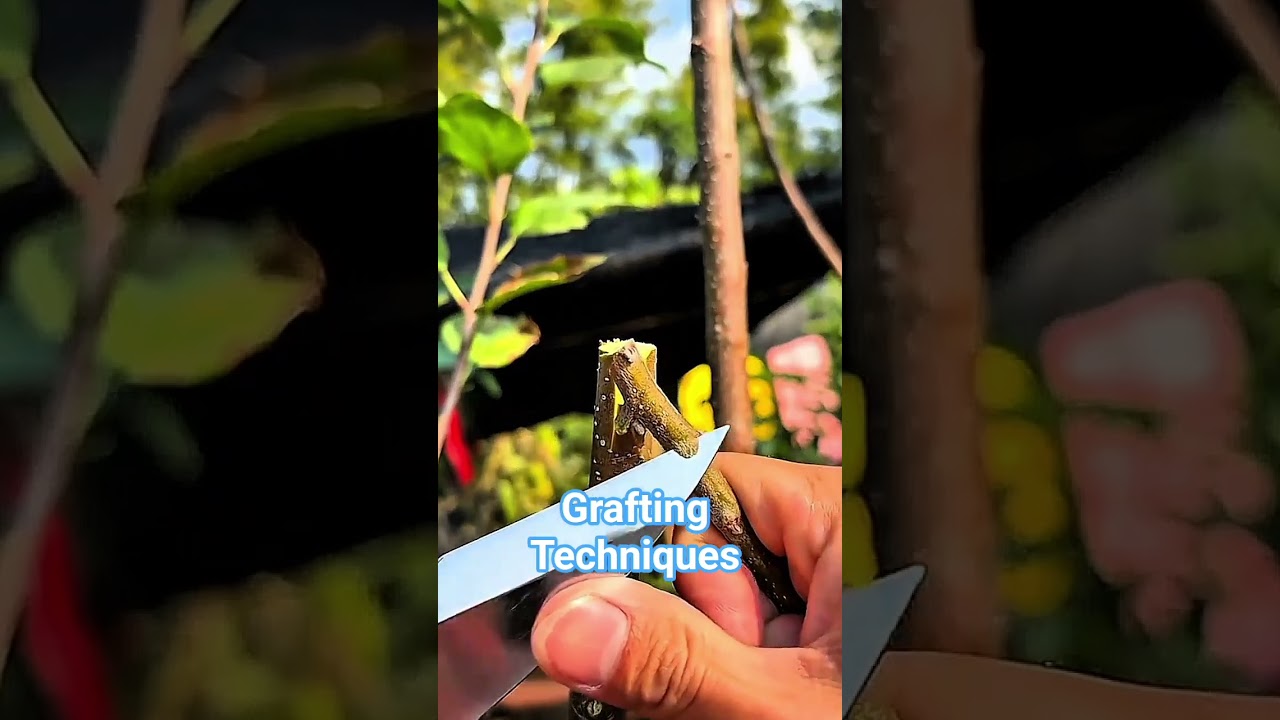 Grafting Techniques #airlayering #craf #diy #grafting #bushcraft #plants #satisfying #tips #nature