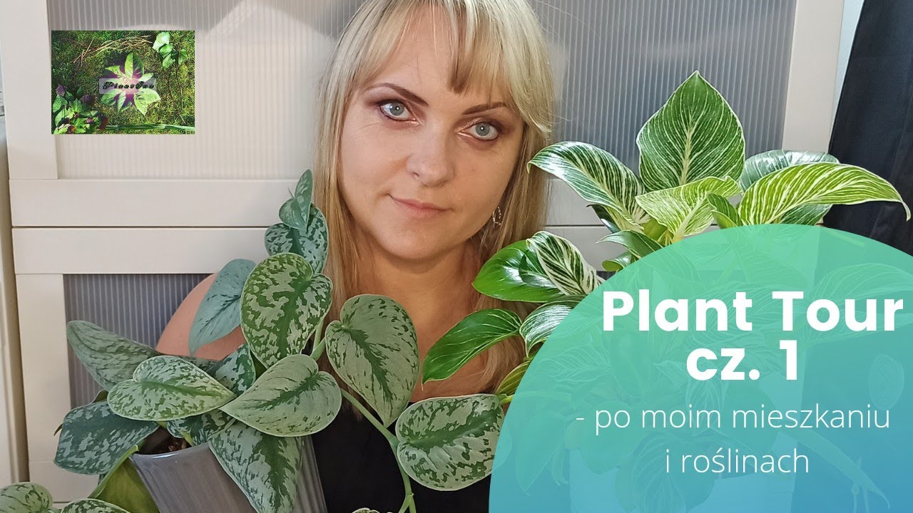 Plant Tour cz. 1 - po moim mieszkaniu i roślinach       #rośliny #plantour