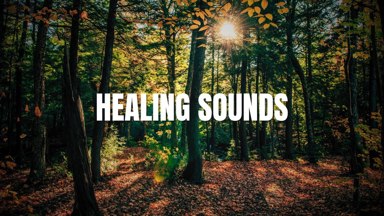 Forest birdsong to relax | Black Screen | High quality healing sound
