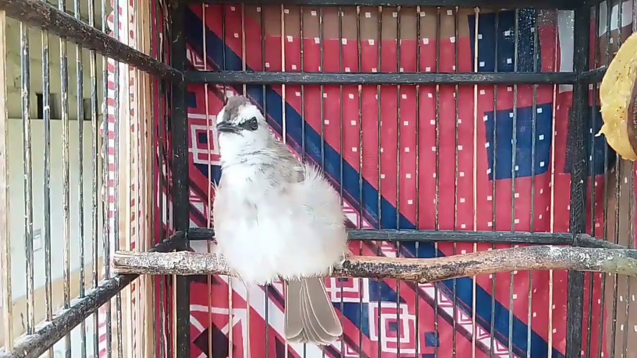 Kicauan burung trucuk ngropel panjang#fypシ゚viral 