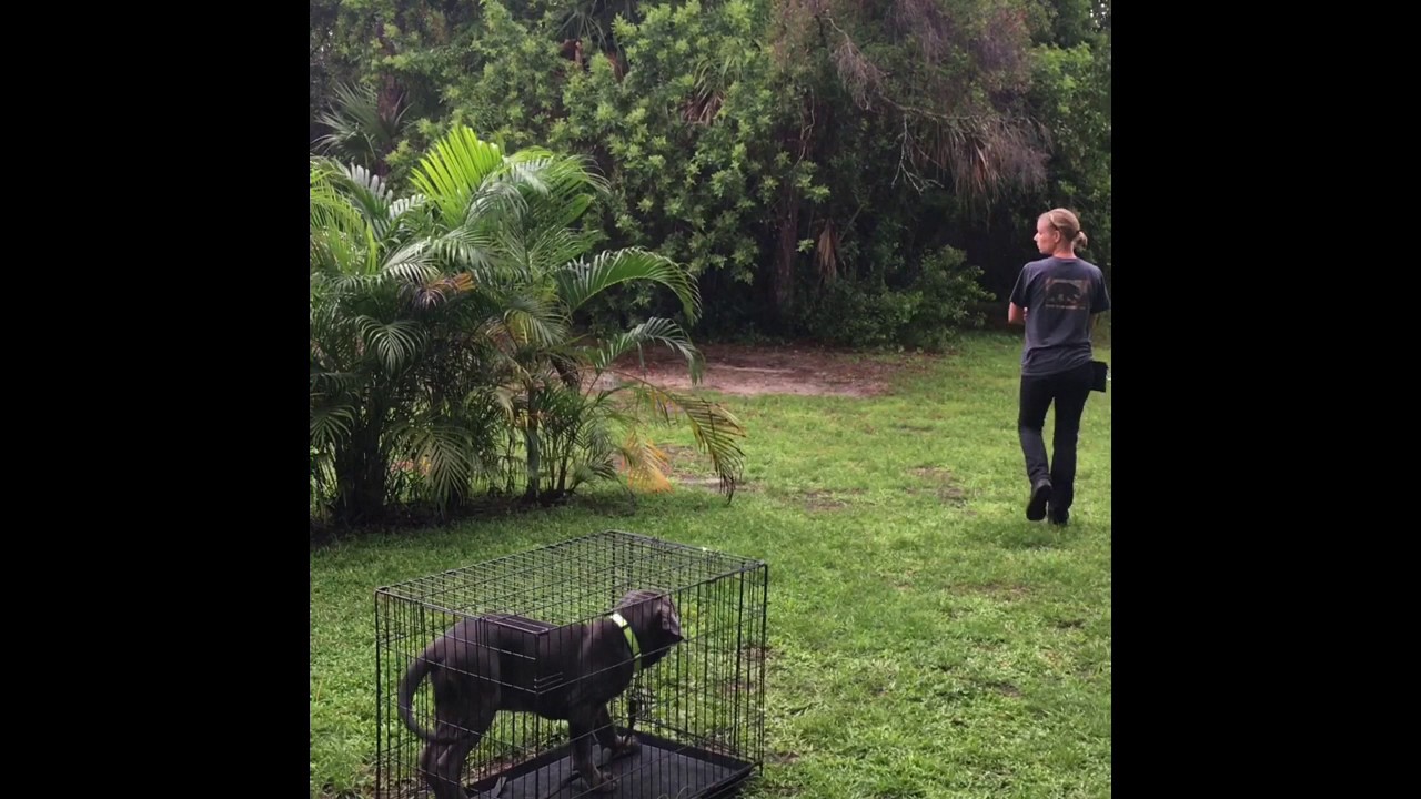 Neapolitan Mastiff 12 weeks old basic manners training