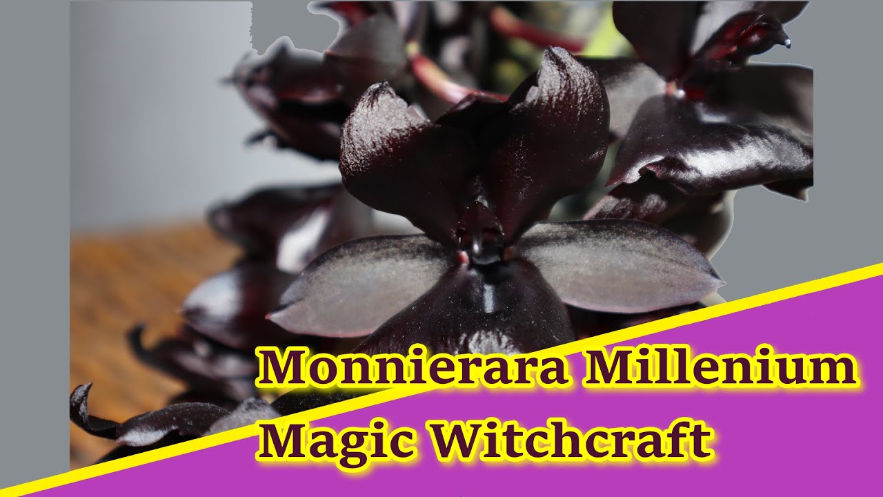 Ein Jahr mit Monnierara Millenium Magic Witchcraft - ein Zeitraffer