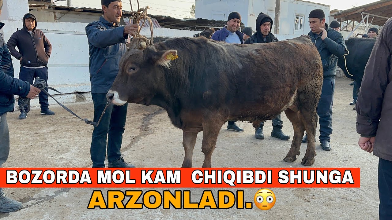 Juda Arzon Narxlar Boldi Bugun😱Samarqant Sabxoz Chorva Bozori#2026 #molbozor 
