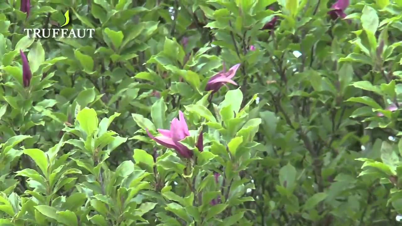 Tout savoir sur le rhododendron - Truffaut