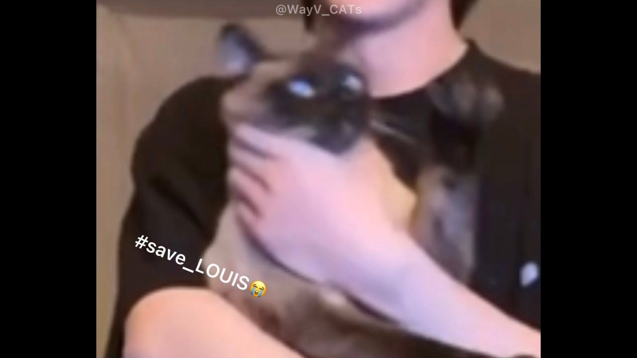 how LOUIS reacts to YangYang, Kun, Ten and Hendery