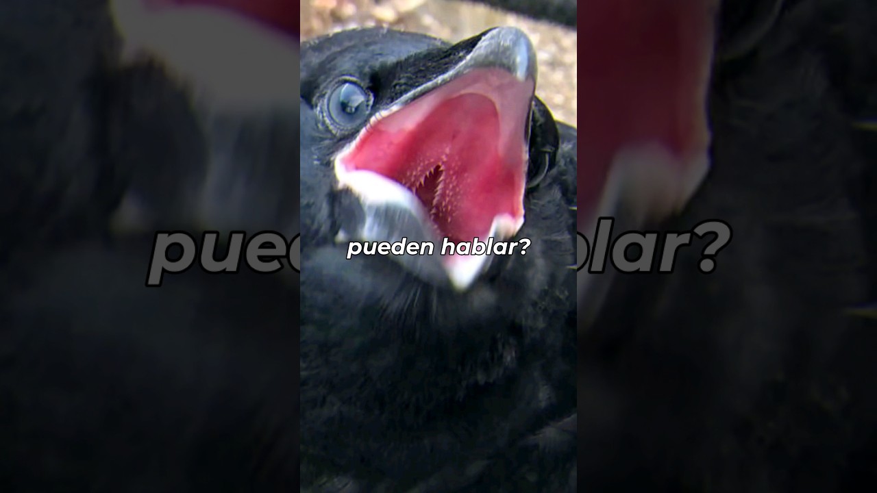 Los cuervos hablan como actores de Hollywood 🐦#shorts #curiosidades #cuervo