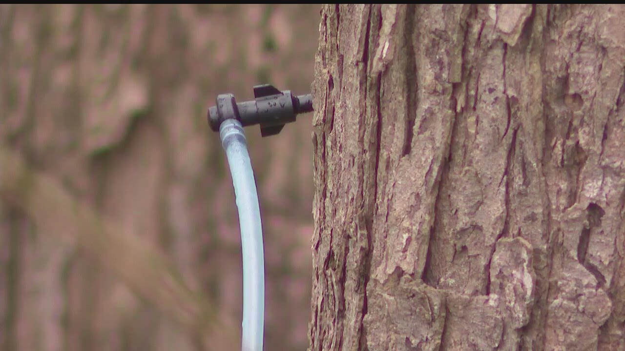 Better late than never - it's maple syrup time