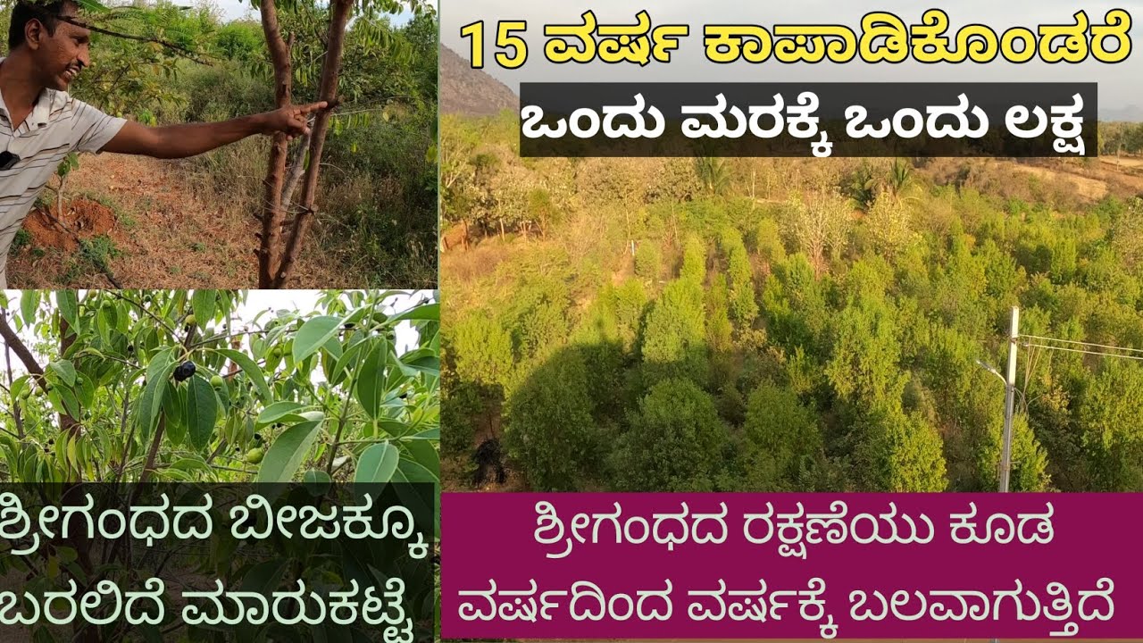 ಶ್ರೀಗಂಧ.. ಒಂದು ಮರದಿಂದ 1 ಲಕ್ಷ ಬರುತ್ತೆ... ಮುಂದೆ ಇದಕ್ಕೆ ಬೇಡಿಕೆಯು ಇದೆ ಮಾರುಕಟ್ಟೆಯು ಹತ್ತಿರದಲ್ಲೇ ಸಿಗುತ್ತೆ