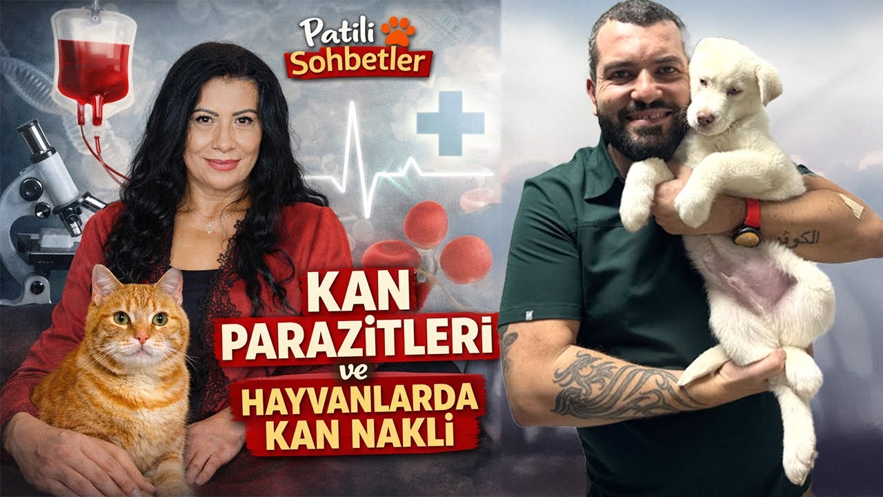 Patili Sohbetler: Kedi ve Köpeklerde Kan Paraziti ve Kan Nakli