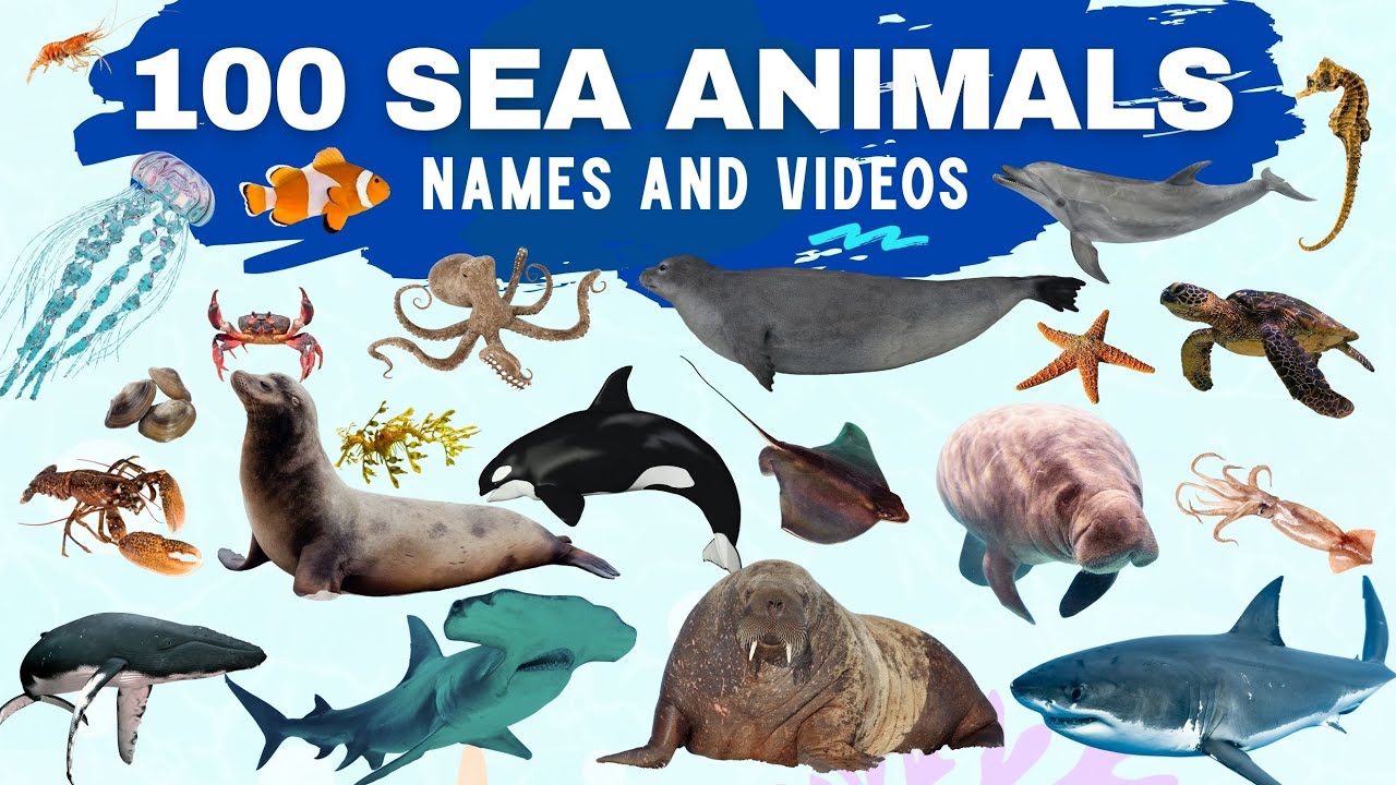 100 Sea Animals for Kids | Aquatic Animal Names with Real-Life Videos | Learn English Vocabulary