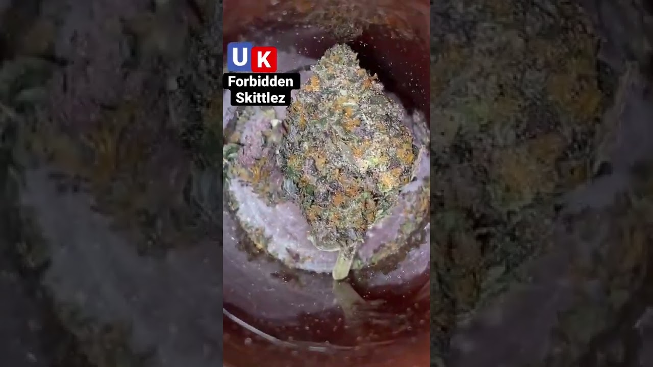 Uk forbidden skittlez | Balaclavabuds