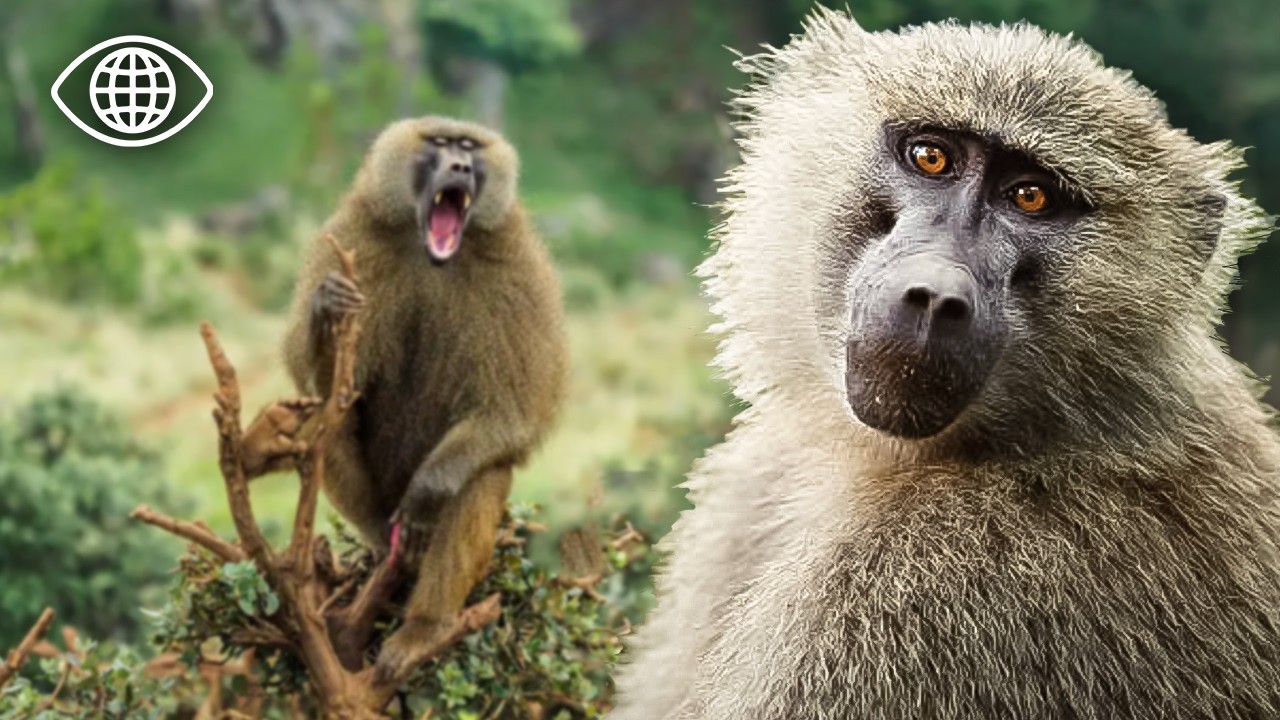 Король бабуинов: Борьба за власть в саванне ⎮Документальный фильм ⎮AMP