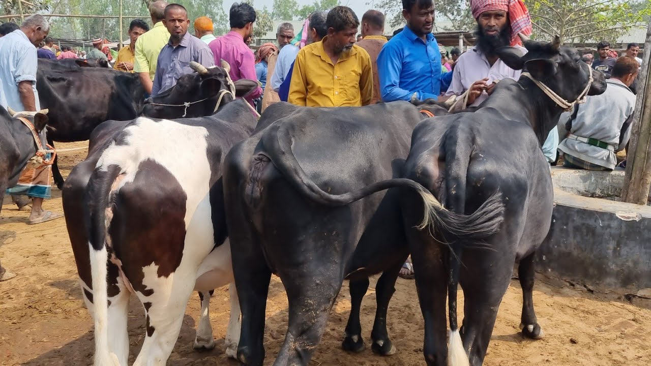 @আজ ৮ মার্চ ২৬ | মাংসের গরুর দাম | আমবাড়ি হাট | দিনাজপুর 