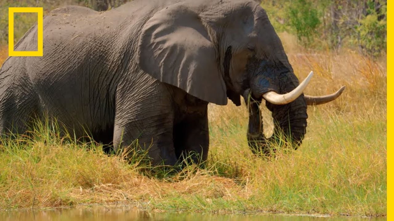 Un éléphant peut ingurgiter jusqu'à 300kg de végétation par jour