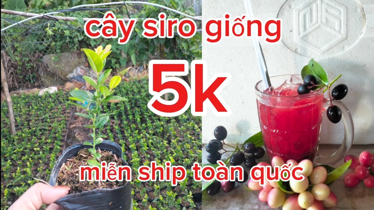 Chuyên cung cấp cây siro bonsai và cây giống. #bonsai #caycanh #siro #garden #fruit 