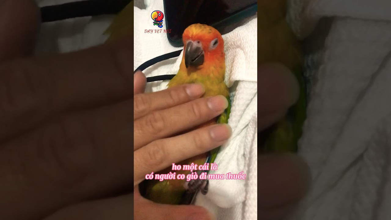 Hạnh ph&uacute;c của một con b&aacute;o &ldquo;vẹt sun conure&rdquo; #shorts #parrot #vẹt #dayvetnoi